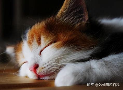 猫死了|3种方法来判断猫咪是否死亡